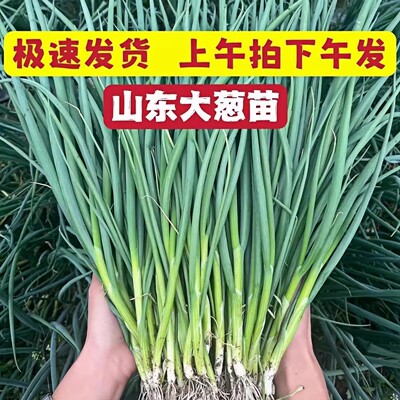 正宗山东大葱秧苗本地章丘铁杆大葱苗带根东北河南蔬菜种子老品种