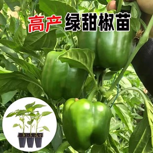 绿甜椒苗子大果菜椒红辣椒苗圆椒早熟成活率高大棚菜园蔬菜种苗