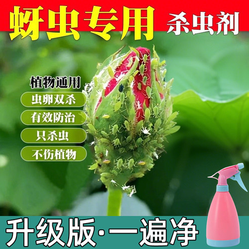 月季蚜虫专用药40%呋虫胺杀虫剂