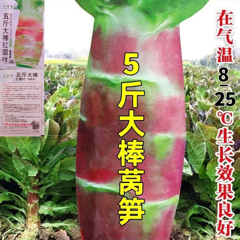 五斤王莴笋种子特大高产红皮绿肉香莴苣秋冬季播农家田园蔬菜种子