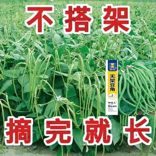 摘不败无架长豆角种子不用搭架子的长豆角蔬菜种籽四季播种长豇豆