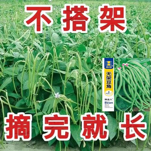 摘不败无架长豆角种子不用搭架子的长豆角蔬菜种籽四季播种长豇豆