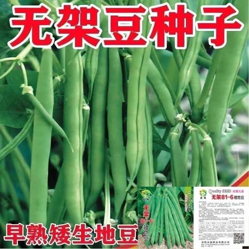 四季豆高产无筋豆角早熟矮生不搭架地豆盆栽家庭园艺种子蔬菜种子