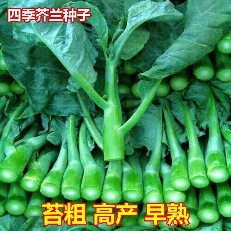 四季粗条甜芥兰种子甜脆春季蔬菜家庭园艺种子
