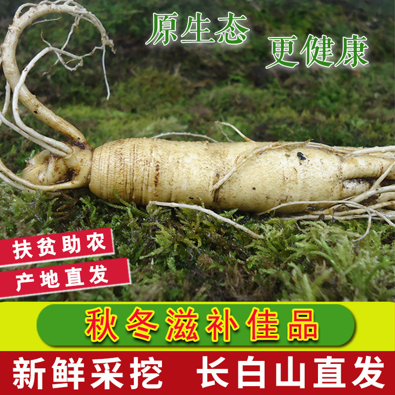 现挖长白山新鲜人参带土鲜参单支东北特产泡酒煲汤专用整枝人参