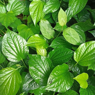 广西野菜新鲜叶蛤篓叶深山露天采篓叶蛤捞叶假蒌叶哈喽叶香料