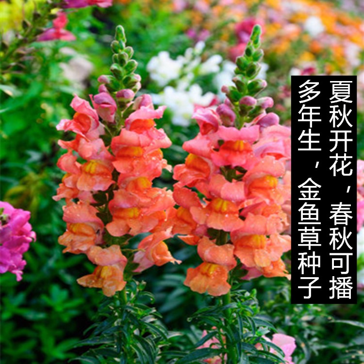 金鱼草种子多年生花狮子花户外阳台盆播地播花篱花境景观花籽