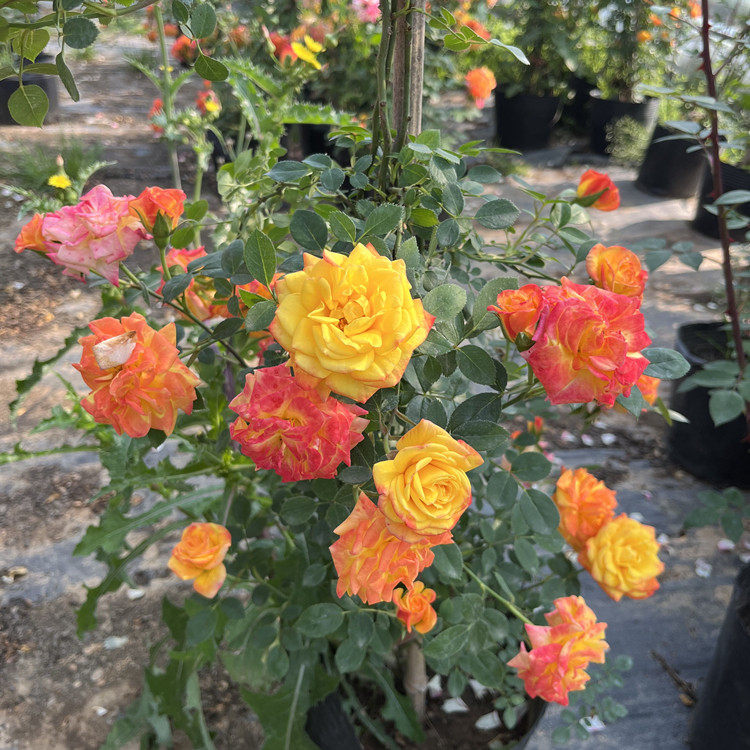 藤彩虹仙境月季花盆栽带花苞爬藤丰花多花藤彩虹月季花苗四季开花