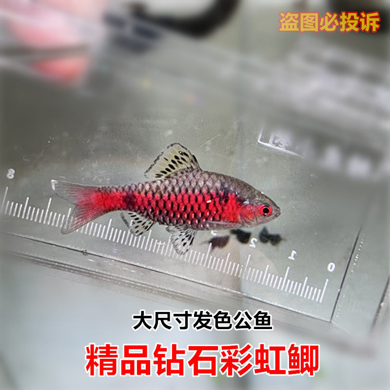 钻石彩虹鲫鱼 冷水淡水鱼 进口观赏鱼 新手皮实耐养 冬天无需加温