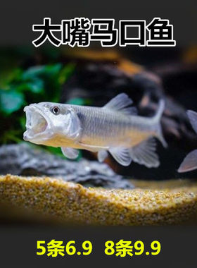 中国原生桃花鱼，无需加热