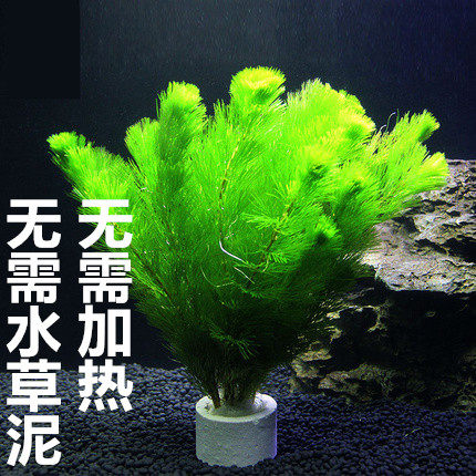 冷水水草水榕黄金榕 新手皇冠蜈蚣草 金鱼藻绿菊养鱼净化水质新手在类目 宠物/宠物食品及用品, 水族世界, 鱼缸等水族设备, 水草中 - 来自Buy2taobao.com提供专业的淘宝代购服务
