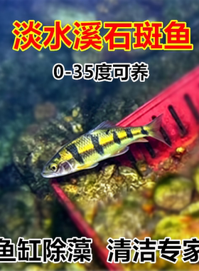 原生冷水鱼溪石斑鱼光唇鱼