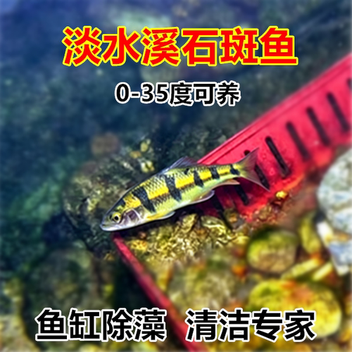 原生冷水鱼溪石斑鱼光唇鱼