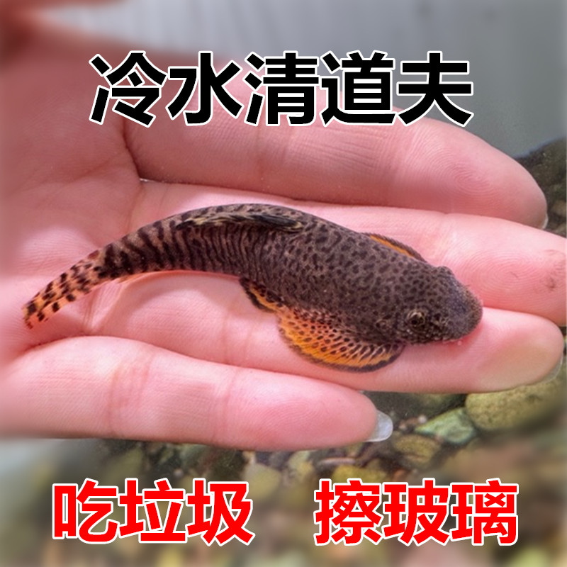 双吸盘原生吸鳅鱼 冷水鱼清道夫 原生鱼 麦氏方式琵琶鱼 工具鱼