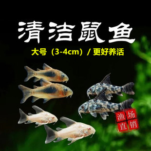 老鼠鱼金苔鼠琵琶白鼠花椒咖啡熊猫珍珠豹纹鼠底栖除藻清洁工具鱼