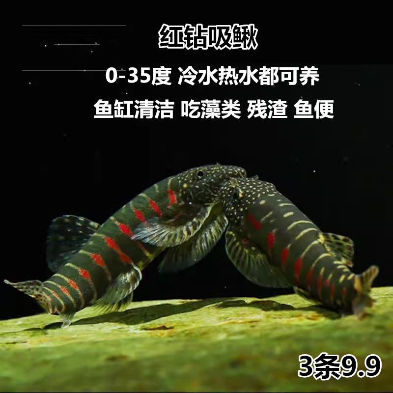 红钻吸鳅 爱情吸鳅 冷水清道夫 工具鱼 清洁鱼 吃垃圾 擦玻璃