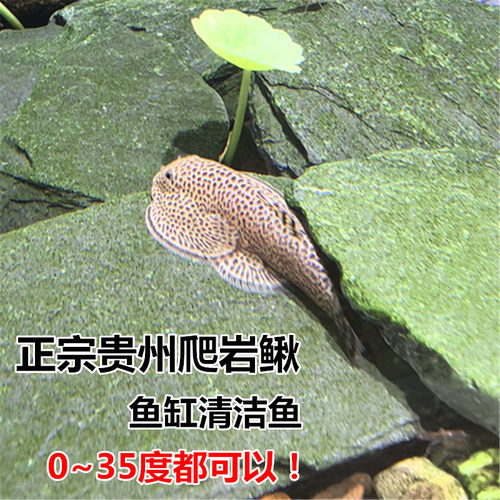 大双吸盘贵州爬岩鳅冷水淡水