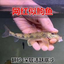 似鮈鱼 不用加温 原生冷水鱼翻砂工具鱼 推土机除藻吃鱼便活体鱼