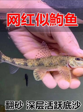 似鮈鱼 不用加温 原生冷水鱼翻砂工具鱼 推土机除藻吃鱼便活体鱼