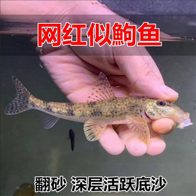 似鮈工具鱼翻砂吃鱼便