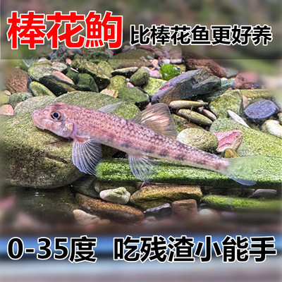 棒花鱼吃鱼粪垃圾，结冰都不怕