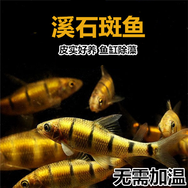 红腹溪石斑鱼 光唇鱼 冷水鱼 淡水鱼鱼皮实好养除藻鱼原生鱼包邮