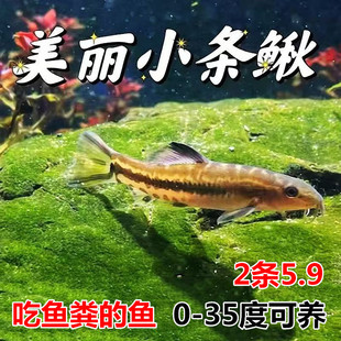 美丽小条鳅 冷水清道夫 原生鱼 观赏鱼 清洁工 垃圾鱼除藻鱼包邮