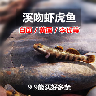 溪吻虾白面黄唇李氏虎波氏戴氏子陵小型虾虎鱼原生鱼观赏鱼冷水鱼