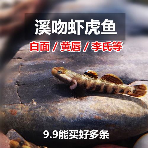 虾虎鱼波氏李氏白面溪吻