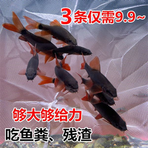 彩虹鲨 工具鲨 清洁鱼 工具鱼 清道夫吃残渣吃垃圾小型热带观赏鱼