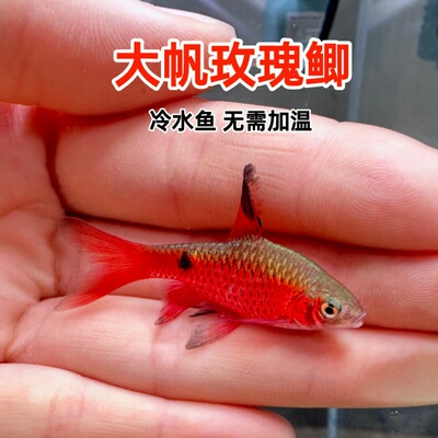 大帆玫瑰鲫公母冷水鱼淡水
