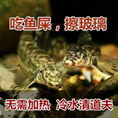 中大型冷水清道夫 缨樱口鳅 原生冷水鱼 锦鲤金鱼用清洁鱼 工具鱼