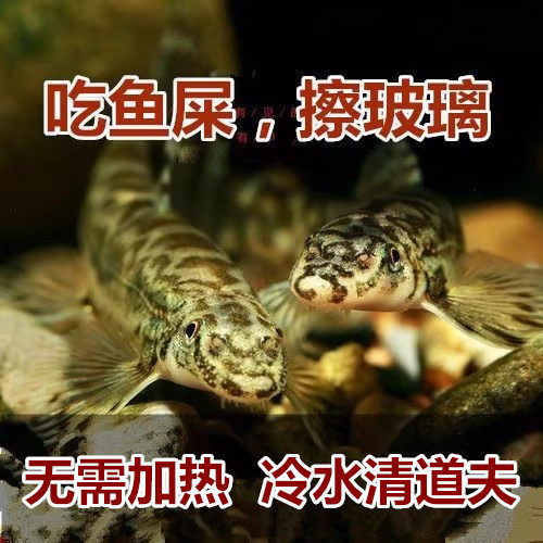 冷水清道夫缨口鳅淡水