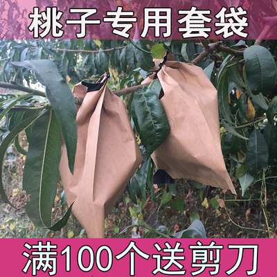 桃子专用套袋防雨黄桃水蜜桃