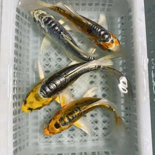 德系蓝龙锦鲤鱼秋翠松叶龙凤观赏鱼招财锦鲤好养明亮喜庆皮鲤清仓