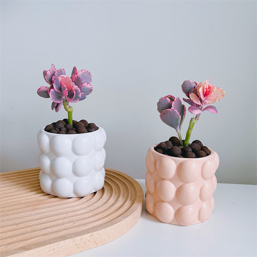 七彩蝴蝶之舞稀有多肉植物