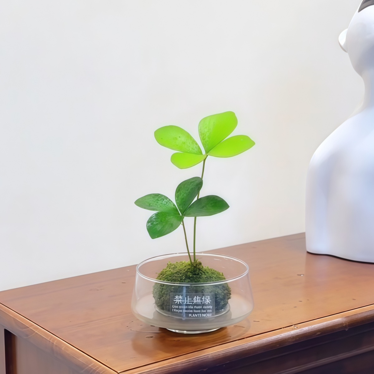 墨西哥四叶铁树幸运四叶草苔藓球