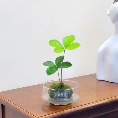 墨西哥四叶铁树幸运四叶草苔藓球