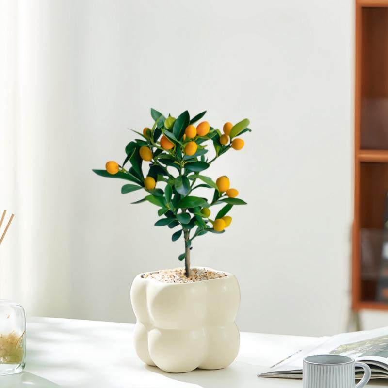 【带果发货】小金豆乔迁招财纳福耐寒植物阳台客厅绿植花卉盆栽,鲜花速递/花卉仿真/绿植园艺,绿植,淘宝优惠券,粉丝福利购,淘宝优惠卷