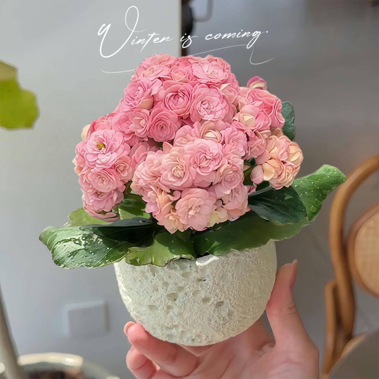 海天霞长寿花粉色重瓣开花多肉植物办公室内阳台绿植花卉盆栽好养,鲜花速递/花卉仿真/绿植园艺,多肉植物,淘宝优惠券,粉丝福利购,淘宝优惠卷