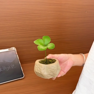 墨西哥铁树幸运四叶草耐阴办公室内工位绿植花卉小盆栽净化空气