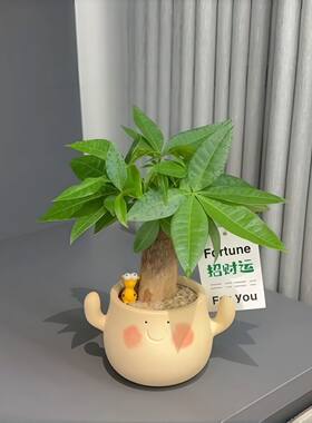发财树搭配可爱笑脸盆工位好物