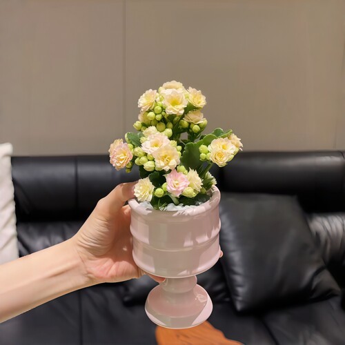 彩虹糖长寿花缤纷多彩带多花苞