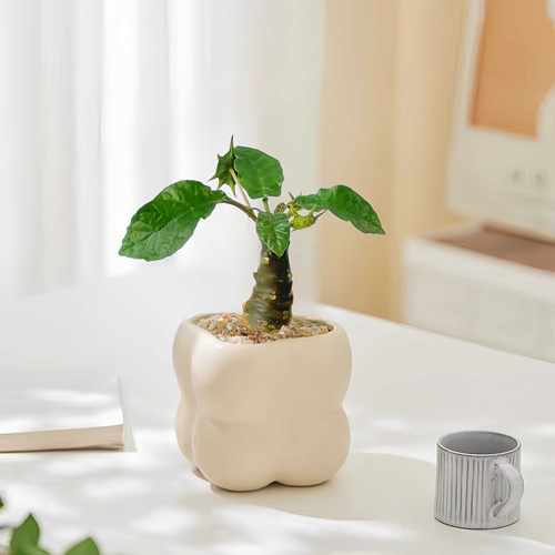 稀有块根阳台多肉植物绵叶琉桑