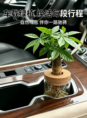 车载绿植发财树水培植物净化空气