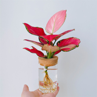 水培吉利红如意皇后办公室内电脑桌面懒人好养绿植花卉盆栽植物