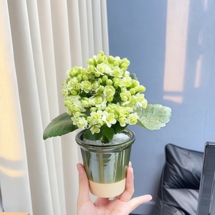 绿巴黎长寿花重瓣开花多肉植物阳台绿植花卉盆栽 花苞50个以上