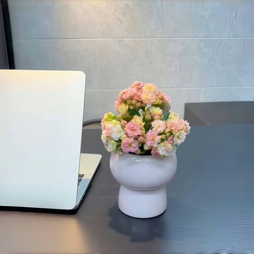 彩虹糖彩色绒毛长寿花一花多色