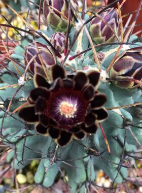 【稀有】黑罗莎仙人球实生根勾刺黑刺强刺黑色花多肉植物仙人掌