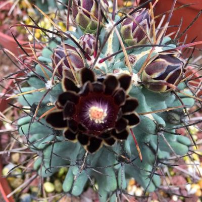 超稀有黑色花仙人球黑罗莎